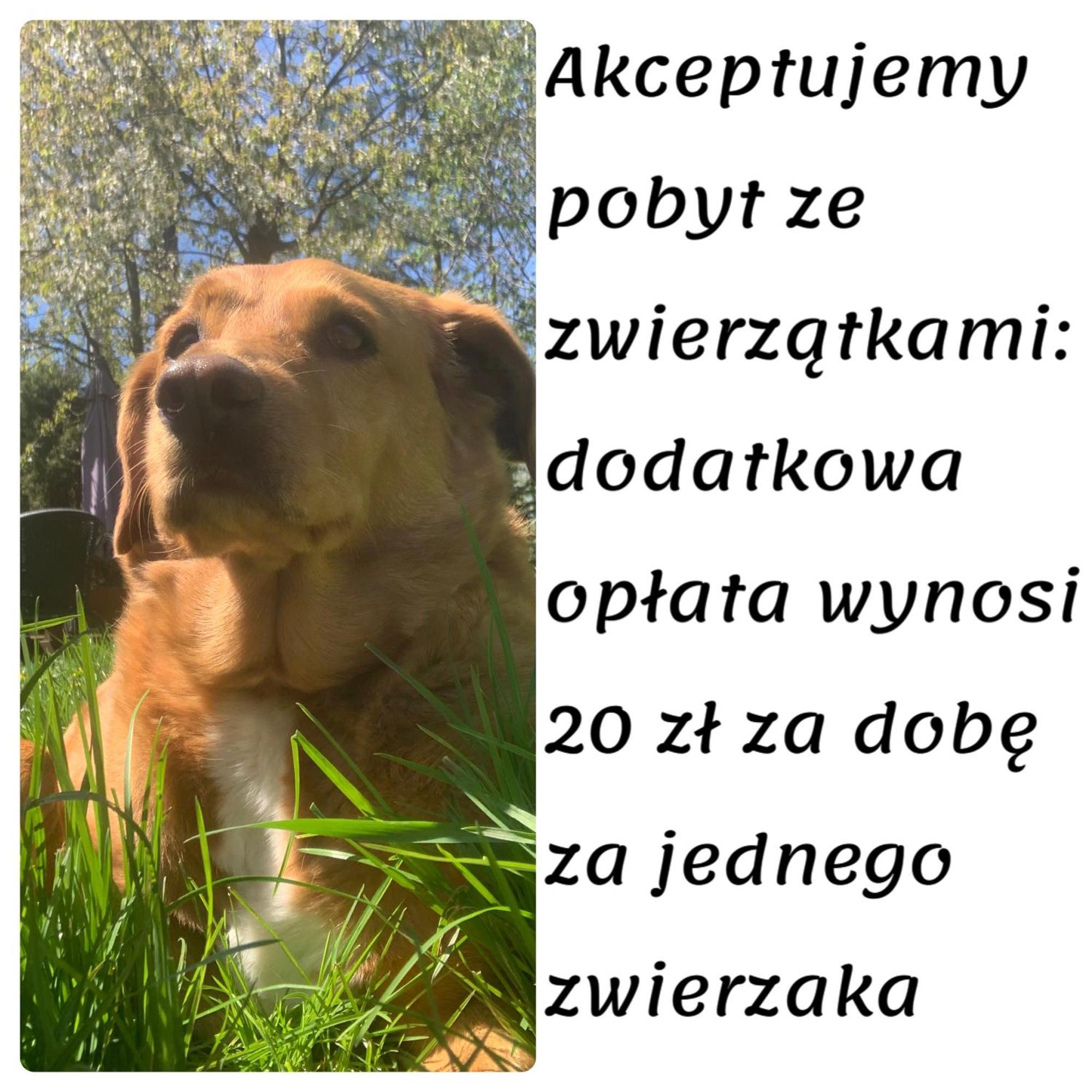 Domki Caloroczne - U Ptaka - Milkow Luaran gambar